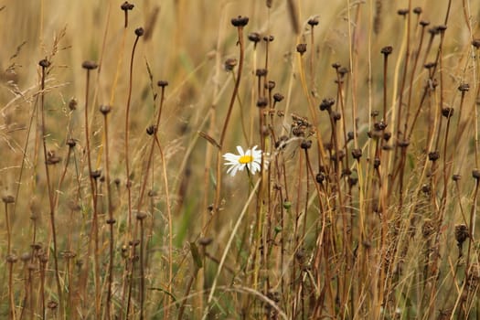 One white daisy among the yellow withered stalks of plants