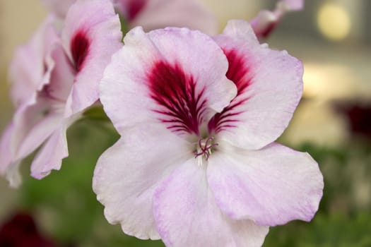 beautiful image with pink flowers with green leaves on background