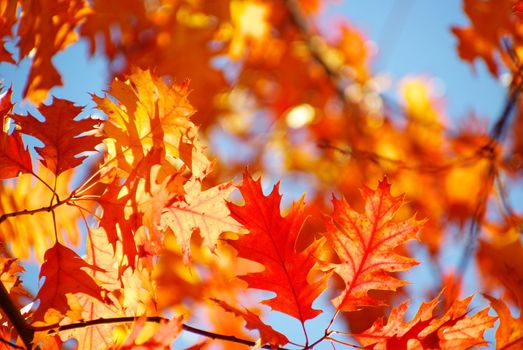 autumn leaves background in sunny day