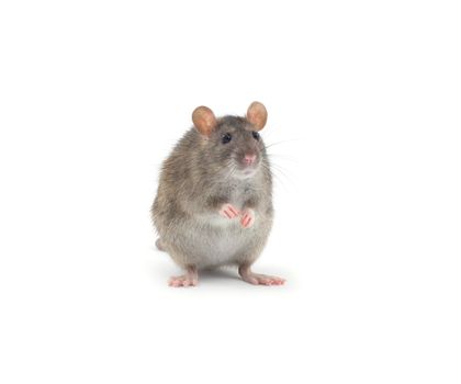 rat isolated on white background