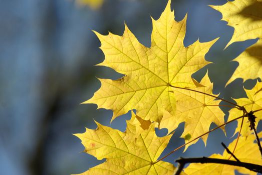 autumn leaves background in sunny day