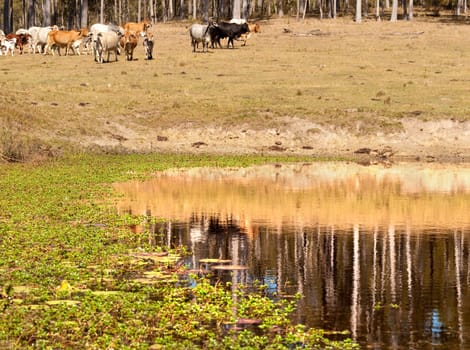 Cows heading to a dam with reflections of gum trees and water plants in cattle country