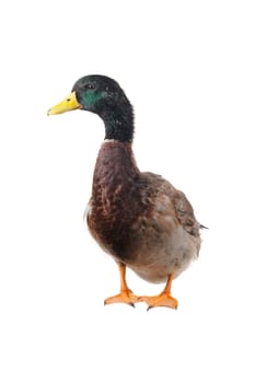  duck on a white background           