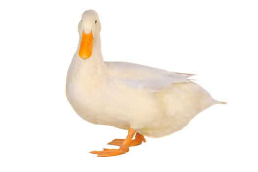  duck on a white background           