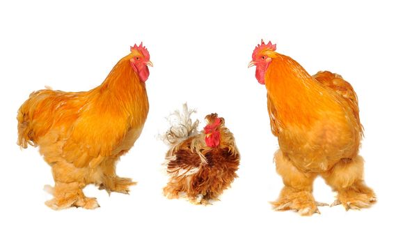  thoroughbred brown cock on a white background