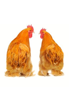  thoroughbred yellow cock on a white background
