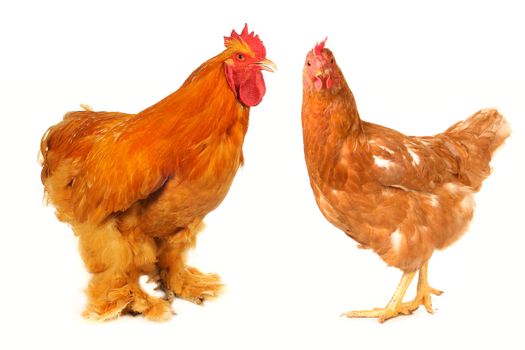  thoroughbred brown cock on a white background