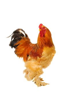  thoroughbred yellow cock on a white background