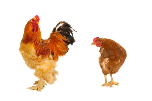  yellow cock and hen on a white background