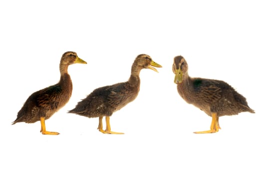 ducks on a white background                           