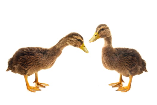 two duck on a white background                           