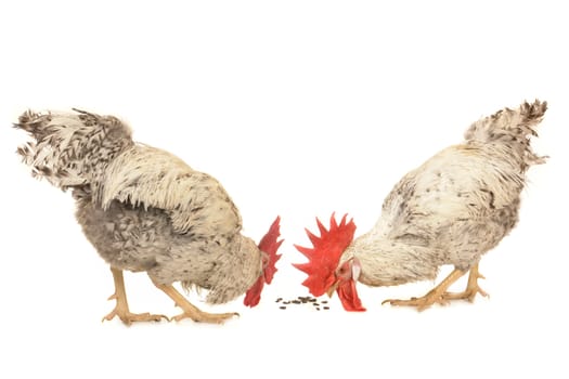 two  white cock on a white background