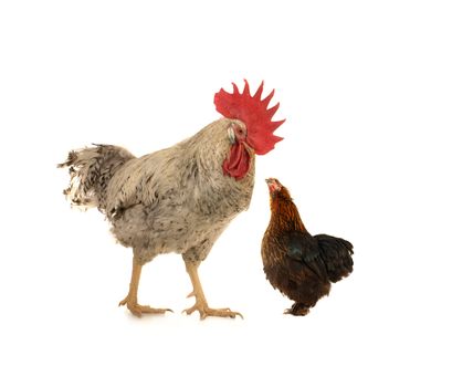 cock and  black hen on a white background