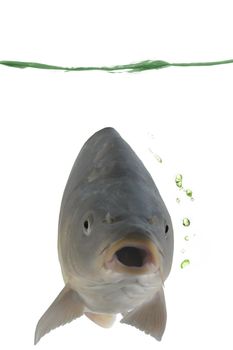 Carp in water on a white background