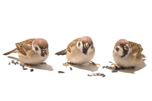 Sparrow on a white background
