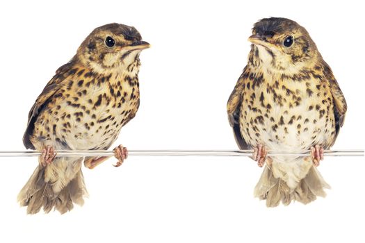 two song thrush  on a white background