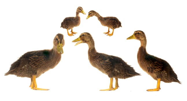  ducks on a white background                           