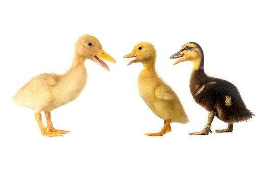 duck on a white background