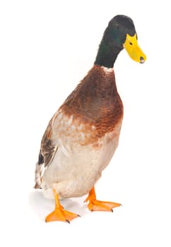  duck on a white background           