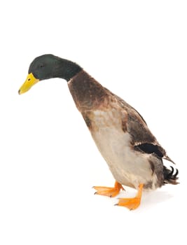  duck on a white background           