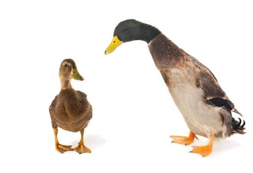  duck on a white background           