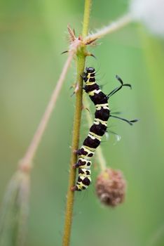 Black caterpillar with light green strips and antennas on back