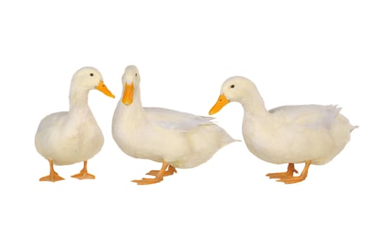 three duck on a white background     