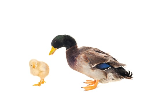 duck and chickon a white background           