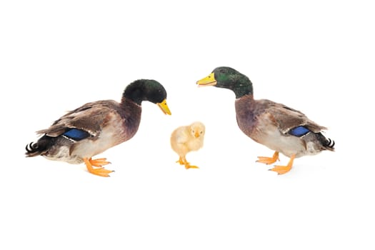 duck and chickon a white background           