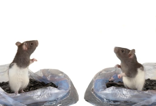  two grey rat on a white background                             