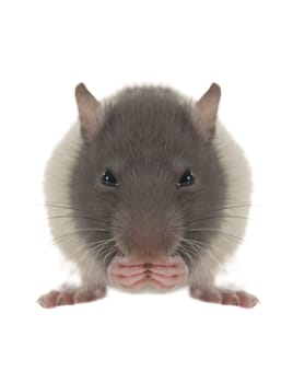 grey rat on a white background                       