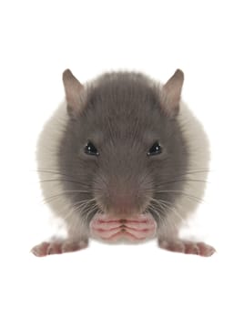 grey rat on a white background                       