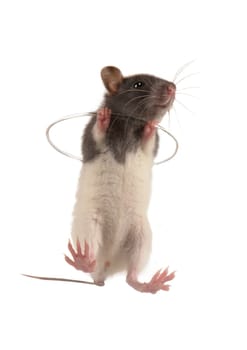 Rat on a white background   