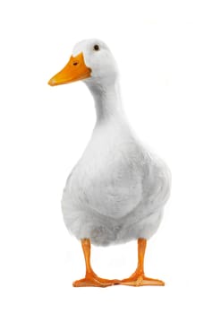  duck white on white a background           