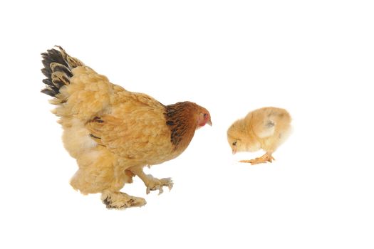  thoroughbred  hen on a white background