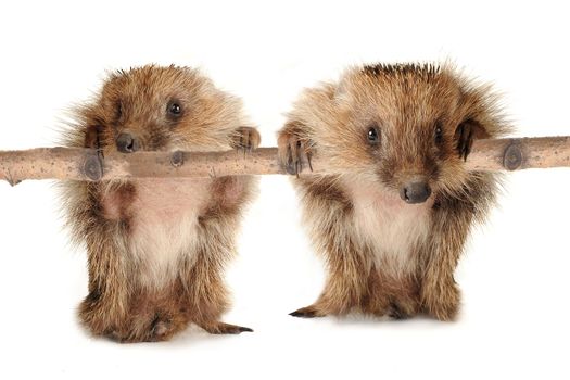 two hedgehog isolated on a white background