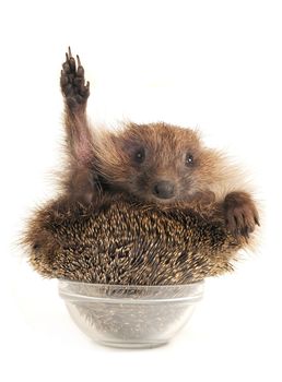 Standing hedgehog on a white background