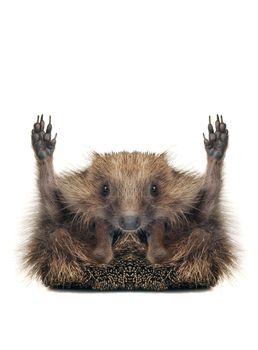 Standing hedgehog on a white background