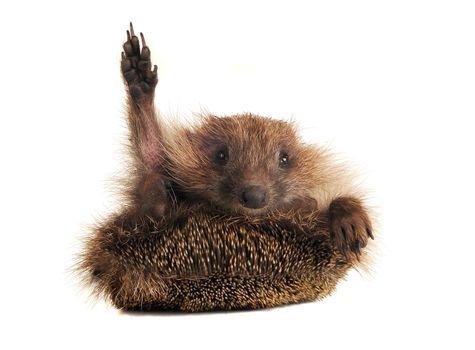 Standing hedgehog on a white background