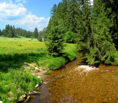 Mountain river with meadow and forest