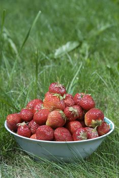 bowl of strawberries in the grass