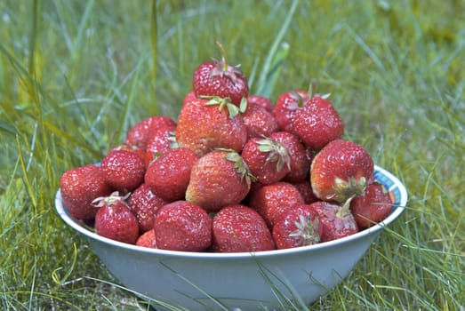 bowl of strawberries in the grass