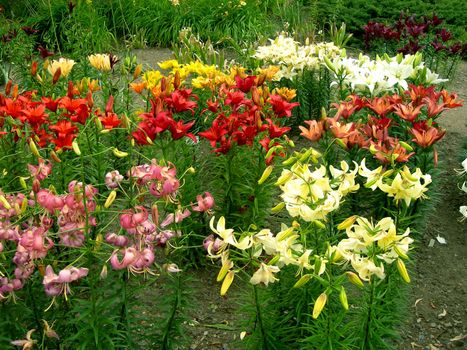        Beautiful botanical garden with daylily and many plant species   