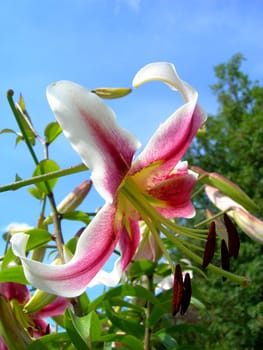                   Nice pink lily in the spring garden against the blue sky  