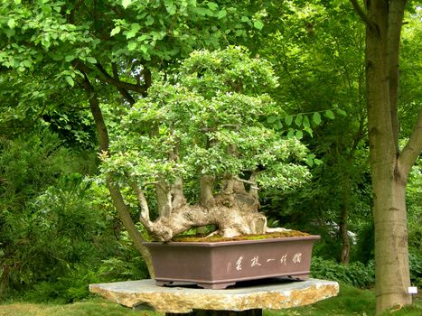 Miniature of tree - masterpiece of gardening - bonsai