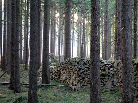           stone wall in the forest during the sunset