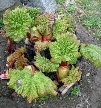 Fresh young leaves of rhubarb. Two weeks after it started sprouting in the spring