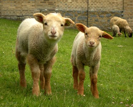 Two cute lambs looking into the camera with each other