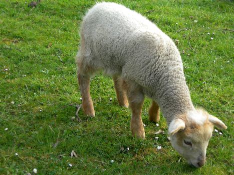          Little lamb on the grren grass in the spring