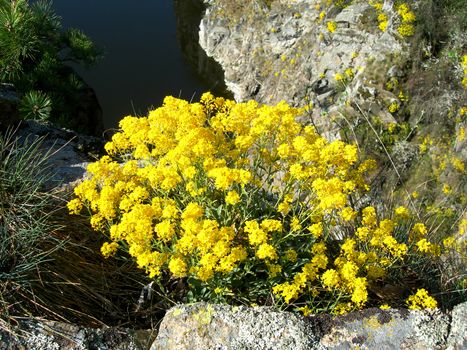       Yellow alpine with rock around and a lake    